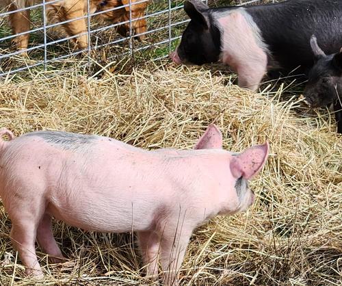 Farm to Table, Locally Raised, Hormone Free, Antibiotic Free, Sustainably Farmed PIGS